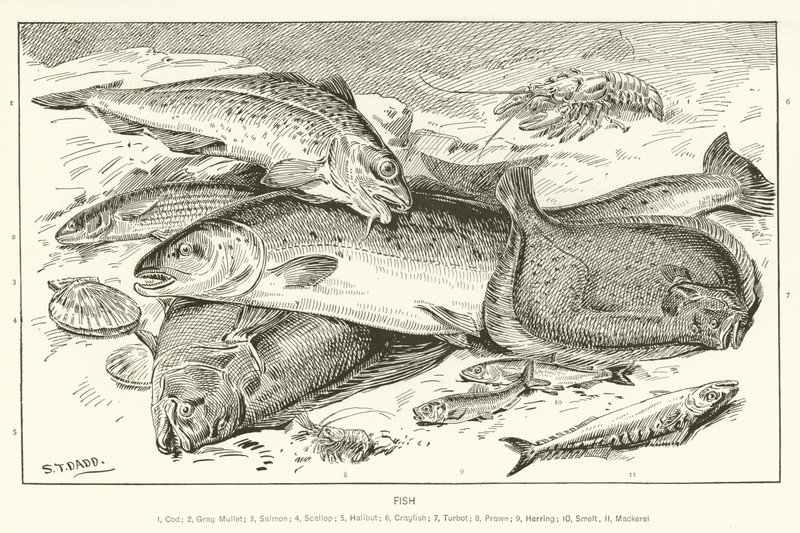 Peixe de English School