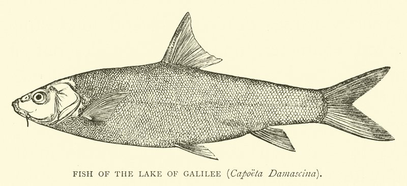 Peixe do Lago da Galileia, Capoeta Damascina de English School