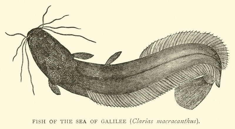 Peixe do Mar da Galileia, Clarias macracanthus de English School