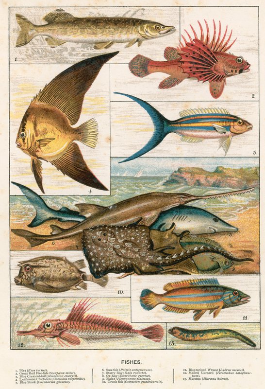 Peixes de English School