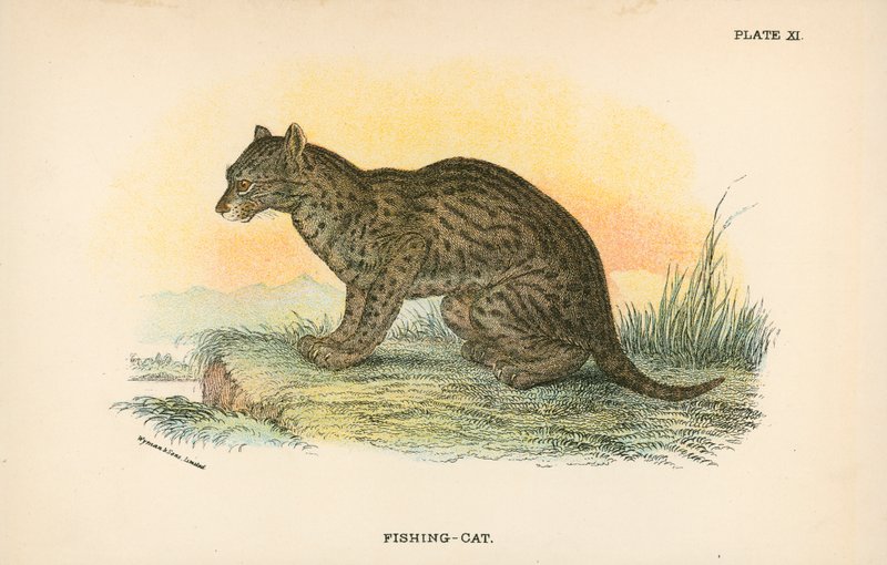 Gato de pesca de English School