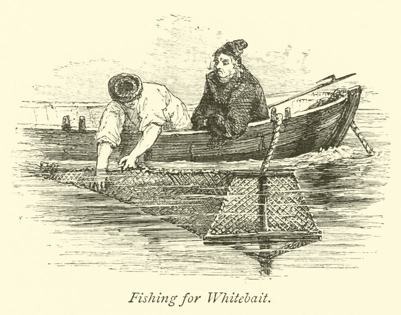 Pesca para o Whitebait de English School