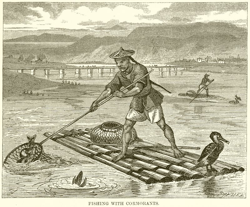 Pesca com Cormorants de English School