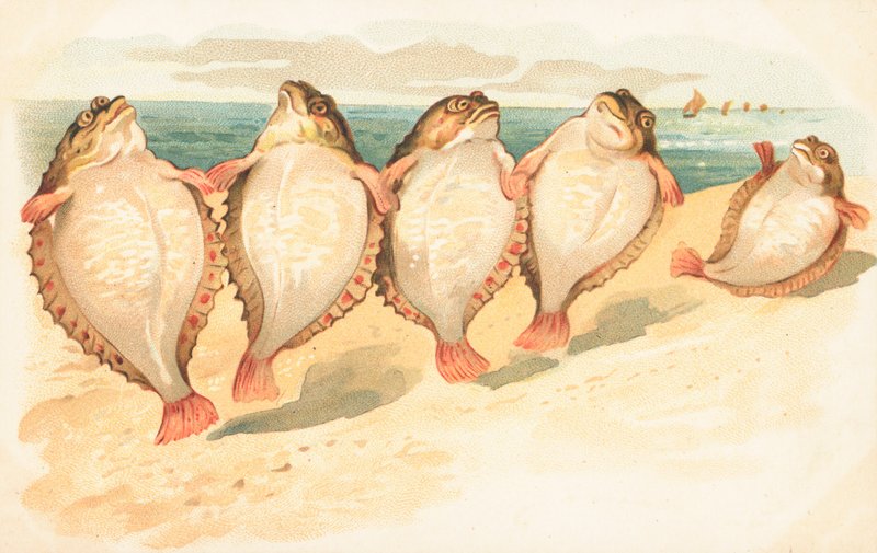Cinco flatfish dançando na praia de English School