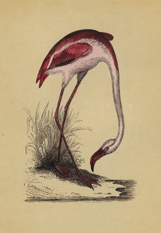 Flamingo (cor litho) de English School