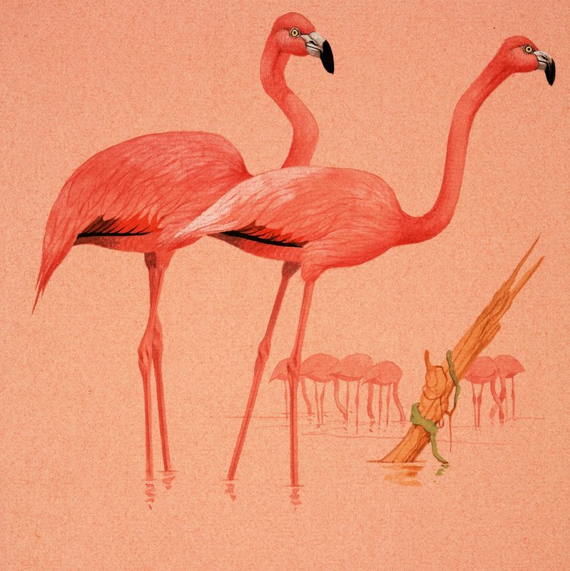 Flamingos de English School