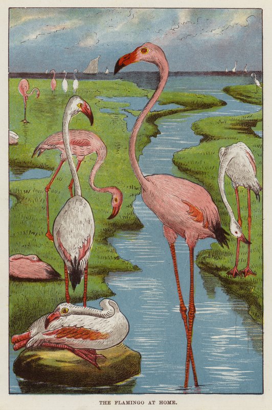 Flamingos (cromólitos) de English School