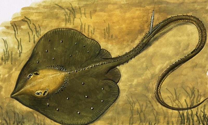 Peixe liso de English School