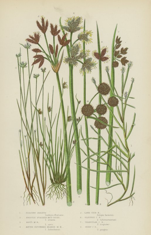 Isolepis flutuante, junco da lama com cerdas, junco da lama de Savi, junco da lama com cabeças redondas e agrupadas (litografia a cores) de English School