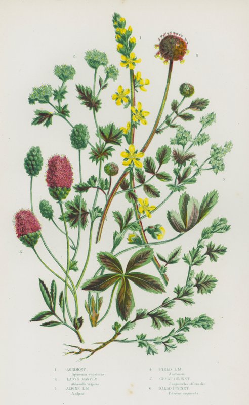 Plantas de floração da Grã-Bretanha: Agrimony, Lady