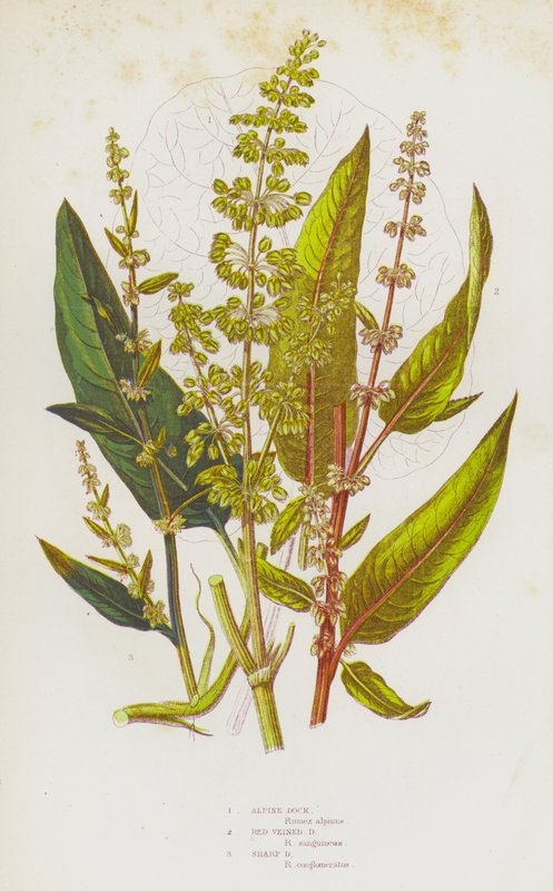 Plantas com flor da Grã-Bretanha: Doca Alpina, Doca de Veias Vermelhas, Doca Afiada (litografia a cores) de English School