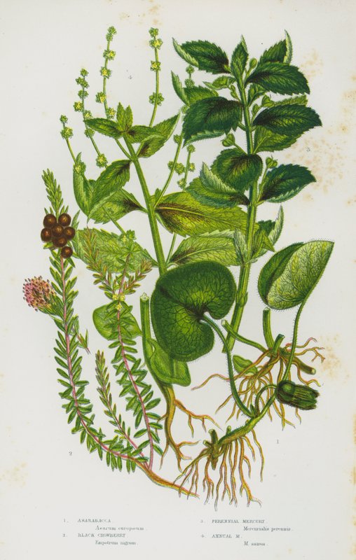 Plantas de floração da Grã-Bretanha: Asarabacca, Black Crowberry, Perennial Mercury, Annual Mercury (cor litho) de English School