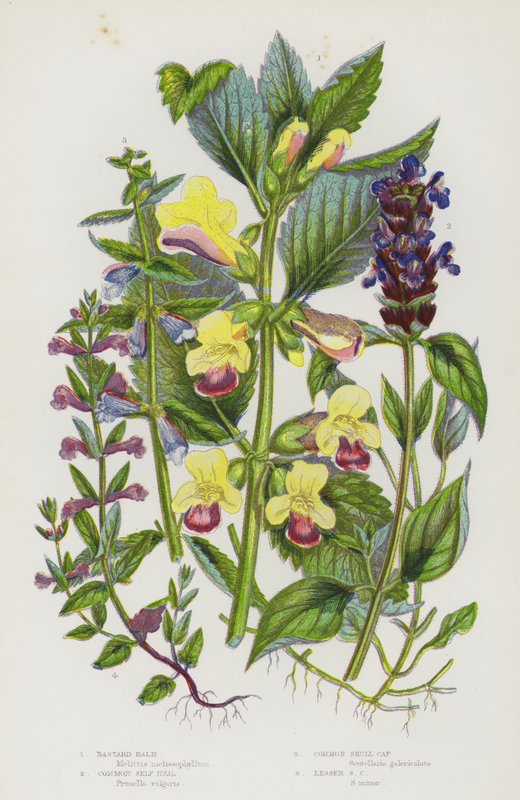 Plantas de floração da Grã-Bretanha: Bálsamo Bastardo, Auto-Calma Comum, Tampa de Crânio Comum, Tampa de Crânio Menor (cor litho) de English School