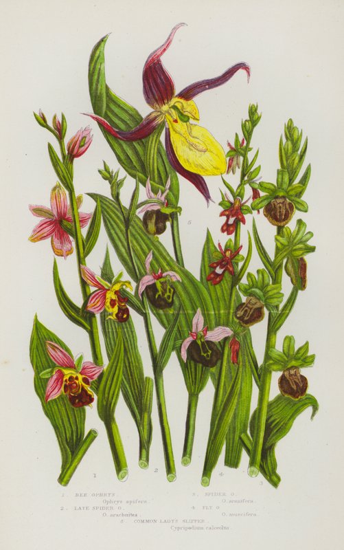 Plantas com flores da Grã-Bretanha: Ophrys de abelha, Ophrys de aranha tardia, Ophrys de aranha, Ophrys de mosca, Chinelo de senhora comum (litografia a cores) de English School