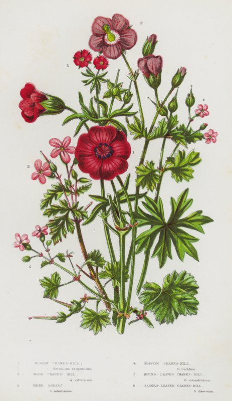 Plantas com flor da Grã-Bretanha: Grinalda-sanguinária, Grinalda-da-madeira, Grinalda-das-ervas, Grinalda-brilhante, Grinalda-de-folhas-redondas, Grinalda-de-folhas-jaguladas (litografia a cores) de English School