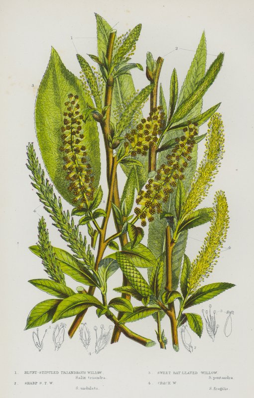 Plantas com flores da Grã-Bretanha: Salgueiro-triandrino de ponta romba, salgueiro-triandrino de ponta afiada, salgueiro-de-folha-branca, salgueiro-das-rachaduras (litografia a cores) de English School