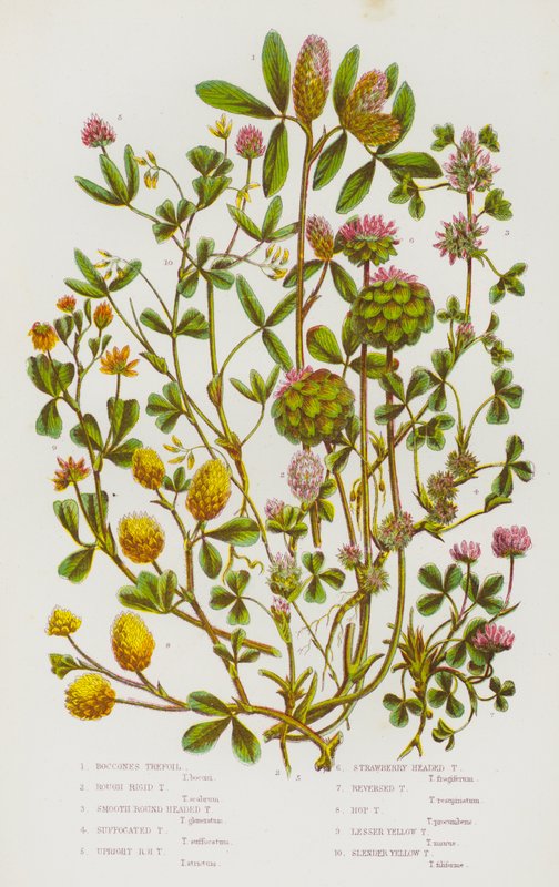 Plantas com flores da Grã-Bretanha: Tremocilha de Boccones, Tremocilha Rígida Áspera, Tremocilha Lisa de Cabeça Redonda, Tremocilha Sufocada, Tremocilha Vertical de Cabeça Redonda, Tremocilha de Cabeça de Morango, Tremocilha Invertida, Tremocilha de Lúpulo de English School