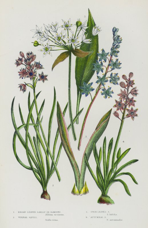 Plantas de floração da Grã-Bretanha: Alho Largo Fermentado ou Ramsons, Pescado Vernal, Pescado Gêmeo, Pescado de Outono (cor litho) de English School