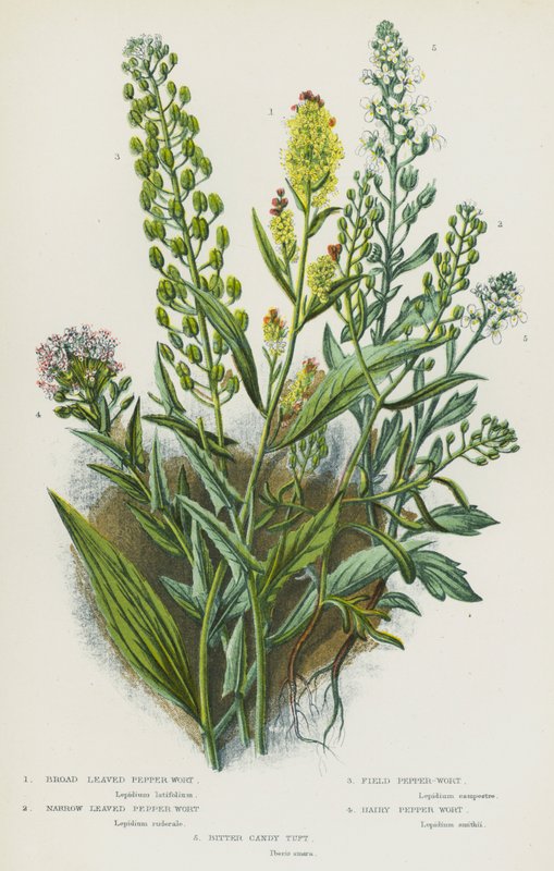 Plantas com flores da Grã-Bretanha: Erva-pimenta de folhas largas, erva-pimenta de folhas estreitas, erva-pimenta do campo, erva-pimenta peluda, tufo de doce amargo (litografia a cores) de English School