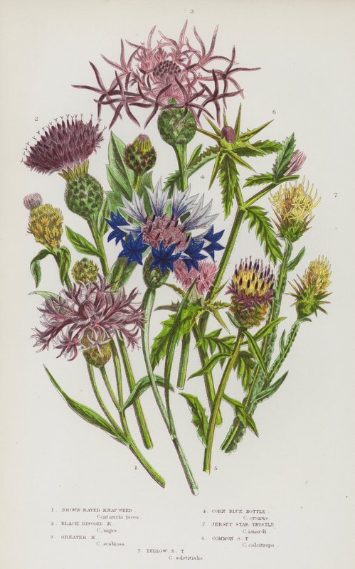 Plantas com flores da Grã-Bretanha: Erva daninha de raios castanhos, erva daninha de disco preto, erva daninha de raio grande, cardo azul de milho, cardo estrelado de Jersey, cardo estrelado comum, cardo estrelado amarelo (litografia a cores) de English School