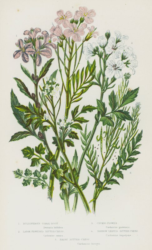 Plantas de floração da Grã-Bretanha: Bulbiferous Coral-Root, Large-Flowered Bitter-Cress, Cuckoo-Flower, Narrow-Leaved Bitter-Cress, Hairy Bitter-Cress (cor litho) de English School