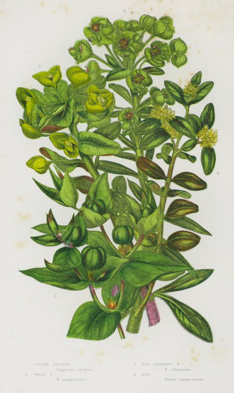 Plantas de floração da Grã-Bretanha: Esporgo Caper, Esporgo de Madeira, Esporgo Arbusto Vermelho, Caixa (cor litho) de English School