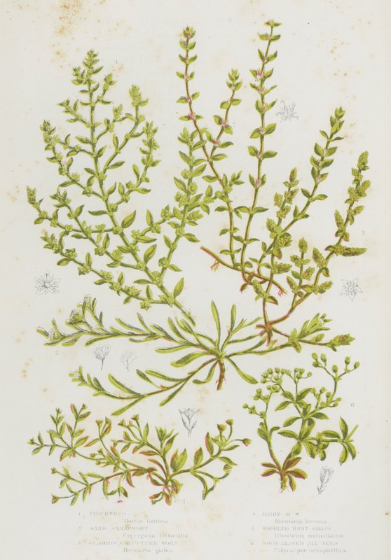Plantas de floração da Grã-Bretanha: Chickweed, Arroz de Areia, Mosto de Ruptura Glabra, Mosto de Ruptura Cabeludo, Erva de Nó Esburacado, Quatro Sementes Deixadas Todas (cor litho) de English School