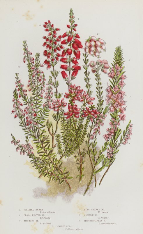 Plantas com flores da Grã-Bretanha: Charneca Ciliada, Charneca de Folhas Cruzadas, Charneca de Mackay, Charneca de Folhas de Pinheiro, Charneca da Cornualha, Charneca Mediterrânica, Ling Comum (litografia a cores) de English School