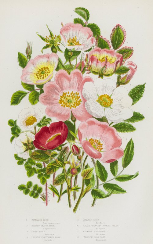 Plantas de floração da Grã-Bretanha: Rosa Canela, Rosa Queimada, Rosa Irlandesa, Rosa Rosa Rosa Rosa Rosa Rosa Incontínua, Rosa Villous, Rosa Rosa Doce de Folhado, Rosa Cão Comum, Rosa Rosa Rosa Cão Seguidora (cor litho) de English School