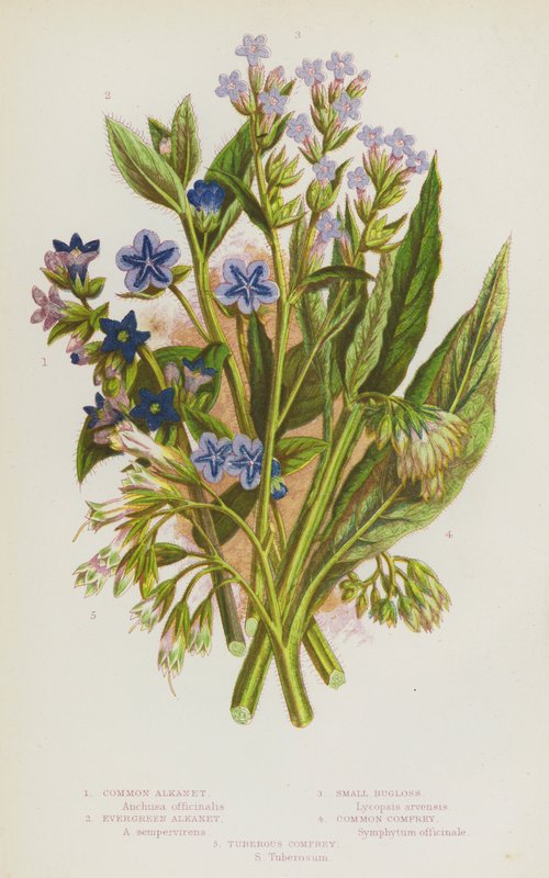 Plantas de floração da Grã-Bretanha: Common Alkanet, Evergreen Alkanet, Small Bugloss, Common Comfrey, Tuberous Comfrey (cor litho) de English School