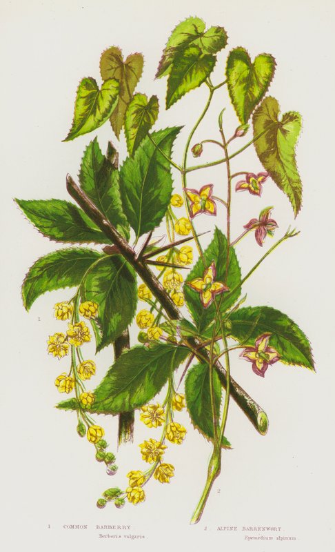 Plantas de floração da Grã-Bretanha: Bérberas comuns, Alpine Barrenwort (cor litho) de English School