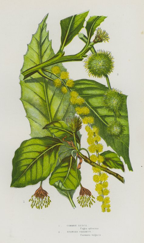 Plantas de floração da Grã-Bretanha: Faia comum, Castanheiro espanhol (cor litho) de English School