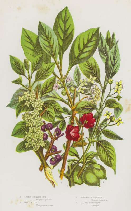 Plantas com flor da Grã-Bretanha: Noz de bexiga comum, árvore de fuso, espinheiro comum, espinheiro de amieiro (litografia a cores) de English School