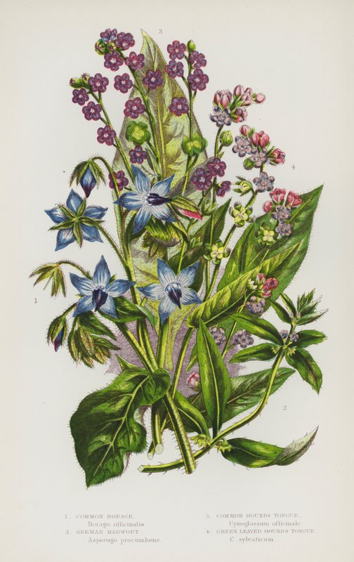 Plantas com flores da Grã-Bretanha: Borragem-comum, Erva-doce alemã, Língua-de-cão-comum, Língua-de-cão-de-folha-verde (litografia a cores) de English School