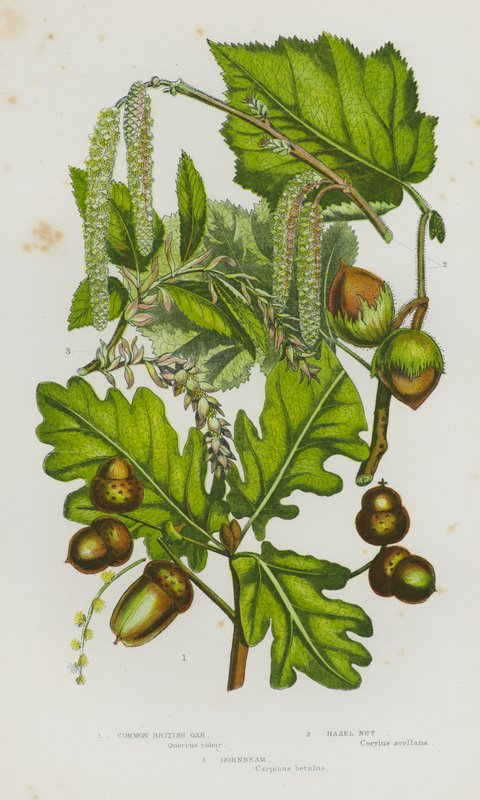 Plantas com flor da Grã-Bretanha: Carvalho britânico comum, noz de aveleira, carpa (litografia a cores) de English School