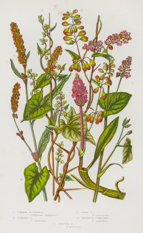 Plantas de floração da Grã-Bretanha: Trigo Mourisco Comum, Trigo Mourisco Trepador, Trigo Mourisco Cobre, Persecaria de Anfíbio, Persecaria Manchada (cor litho) de English School