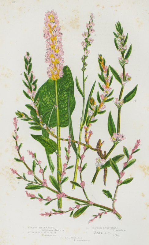 Plantas com flores da Grã-Bretanha: Trigo mourisco comum, Trigo mourisco alpino vivíparo, Erva de nó comum, Erva de nó de raio, Erva de nó do lado do mar (litografia a cores) de English School