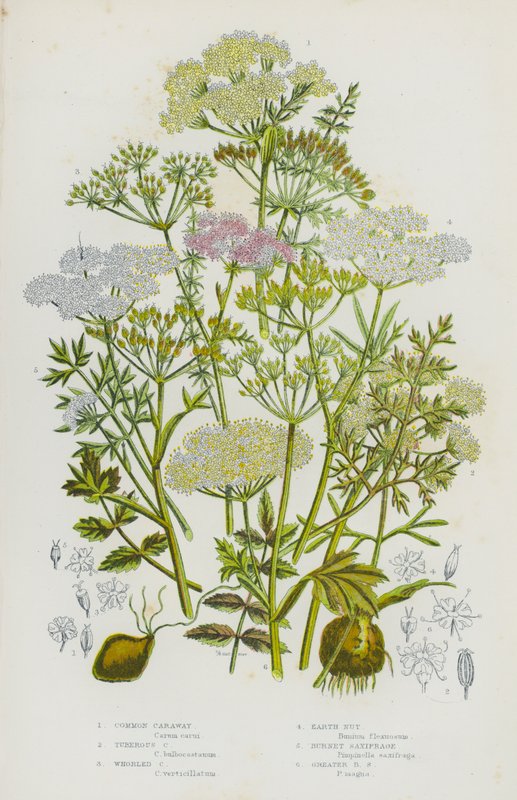 Plantas de floração da Grã-Bretanha: cominho comum, cominho tuberoso, cominho chorão, pinhão-manso, saxifrage queimado, saxifrage grande queimado (cor litho) de English School