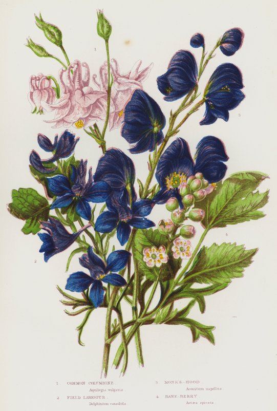 Plantas de floração da Grã-Bretanha: Common Columbine, Field Larkspur, Monk