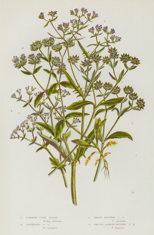 Plantas de floração da Grã-Bretanha: Salada de Milho Comum, Salada de Milho Carenada, Salada de Milho Sharp-Fruited, Salada de Milho Smooth Narrow-Fruited (cor litho) de English School