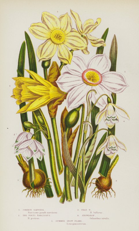 Plantas com flores da Grã-Bretanha: Narciso comum, Narciso dos poetas, Narciso pálido, Floco de neve, Floco de neve de verão (litografia a cores) de English School