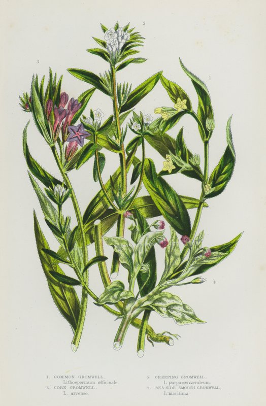 Plantas de floração da Grã-Bretanha: Gromwell comum, Gromwell de milho, Gromwell rasteiro, Gromwell liso do lado do mar (cor litho) de English School