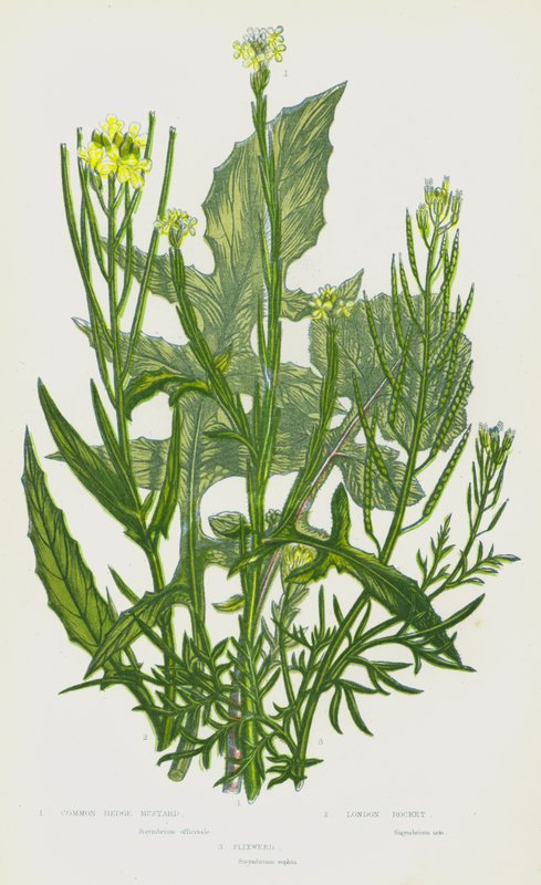 Plantas com flor da Grã-Bretanha: Mostarda comum, Foguetão de Londres, Flixweed (litografia a cores) de English School