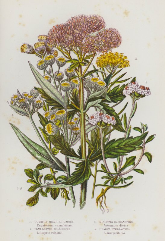 Plantas de floração da Grã-Bretanha: Common Hemp Agrimony, Flax Leaved Goldilocks, Mountain Everlasting, Pearly Everlasting (cor litho) de English School