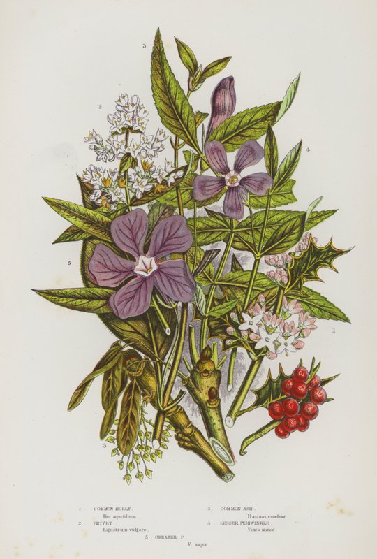Plantas de floração da Grã-Bretanha: Azevinho Comum, Privet, Cinzas Comuns, Periwinkle Menor, Periwinkle Maior (cor litho) de English School