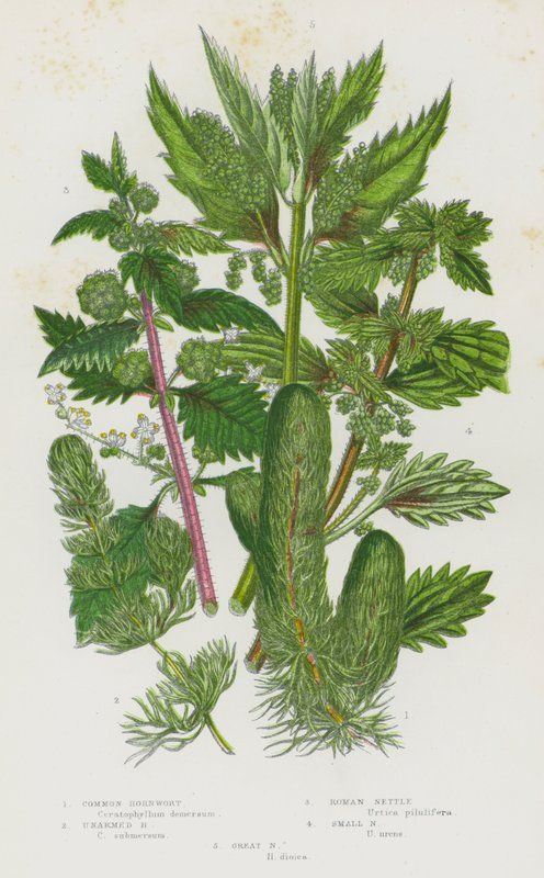 Plantas de floração da Grã-Bretanha: Cavalinha Comum, Cavalinha Desarmada, Urtiga Romana, Urtiga Pequena, Urtiga Grande (cor litho) de English School