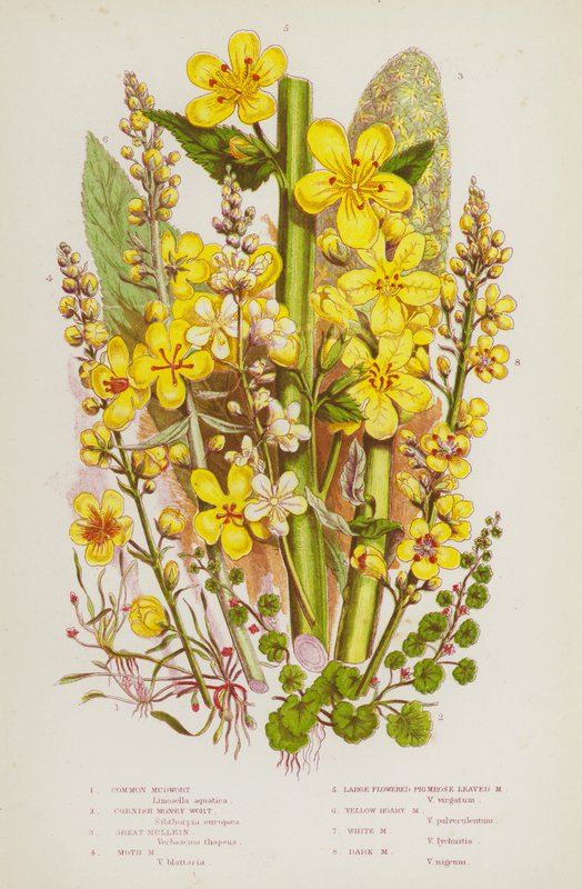 Plantas de floração da Grã-Bretanha: Mosto de Lama Comum, Mosto da Cornualha, Grande Mullein, Mosto de Lama Traça, Mosto de Lama de Primaris, Mosto de Lama Amarelo Hoary, Mosto de Lama Branco, Mosto de Lama Escuro (cor litho) de English School