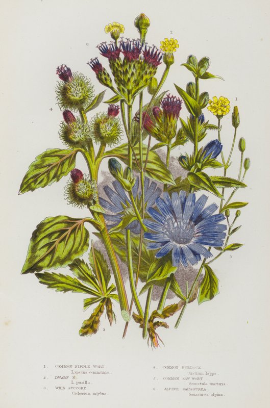 Plantas de floração da Grã-Bretanha: Mamilo Comum, Mamilo Anão, Suco Selvagem, Bardana Comum, Mosto de Serra Comum, Saussureia Alpina (cor litho) de English School
