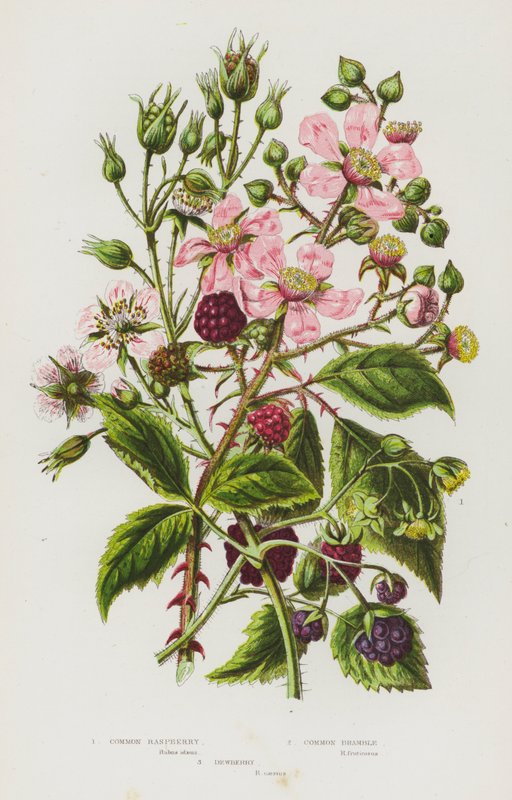 Plantas com flor da Grã-Bretanha: Framboesa-comum, Amora-comum, Amora-das-areias (litografia a cores) de English School