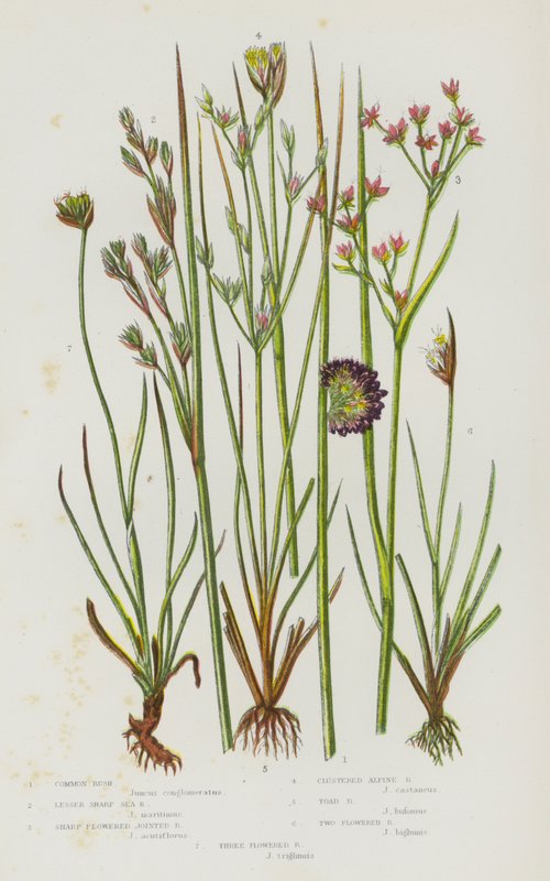Plantas com flores da Grã-Bretanha: Junco-comum, junco-do-mar-pequeno, junco-articulado-de-flor-aguda, junco-alpino-agrupado, junco-sapo, junco-de-duas-flores, junco-de-três-flores (litografia a cores) de English School